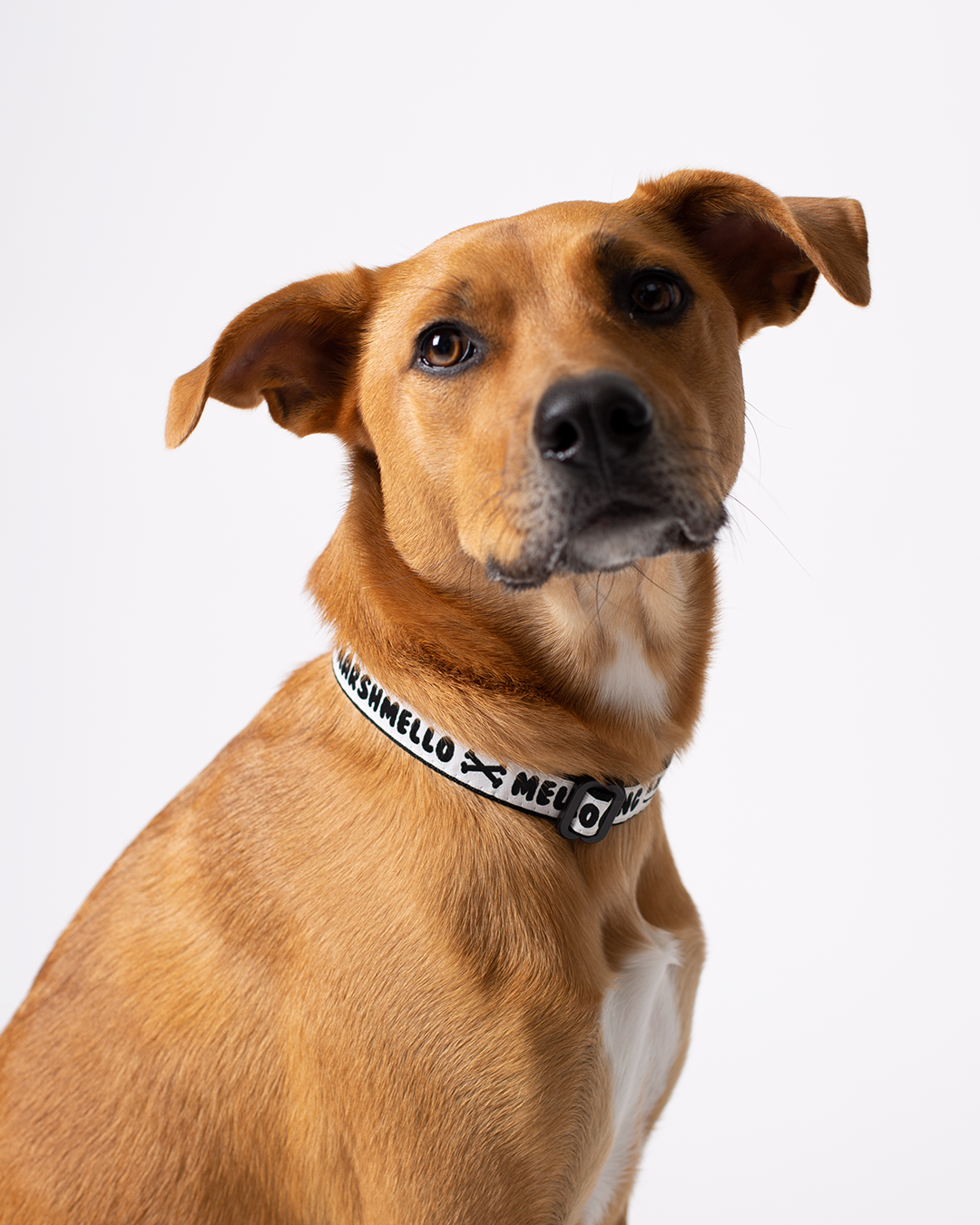 Puppy Division Collar